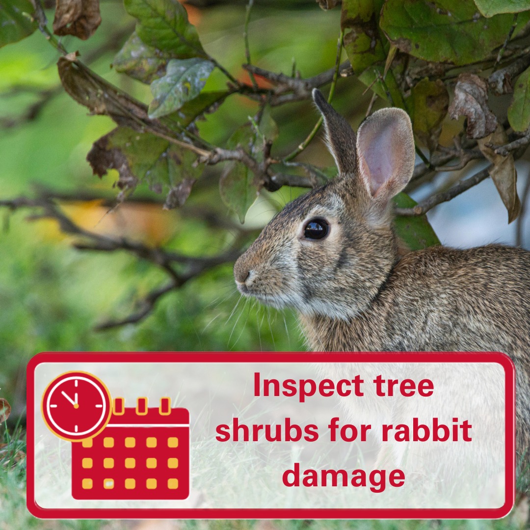 Linn - Rabbits can be sneaky—inspect your trees and shrubs to catch ...