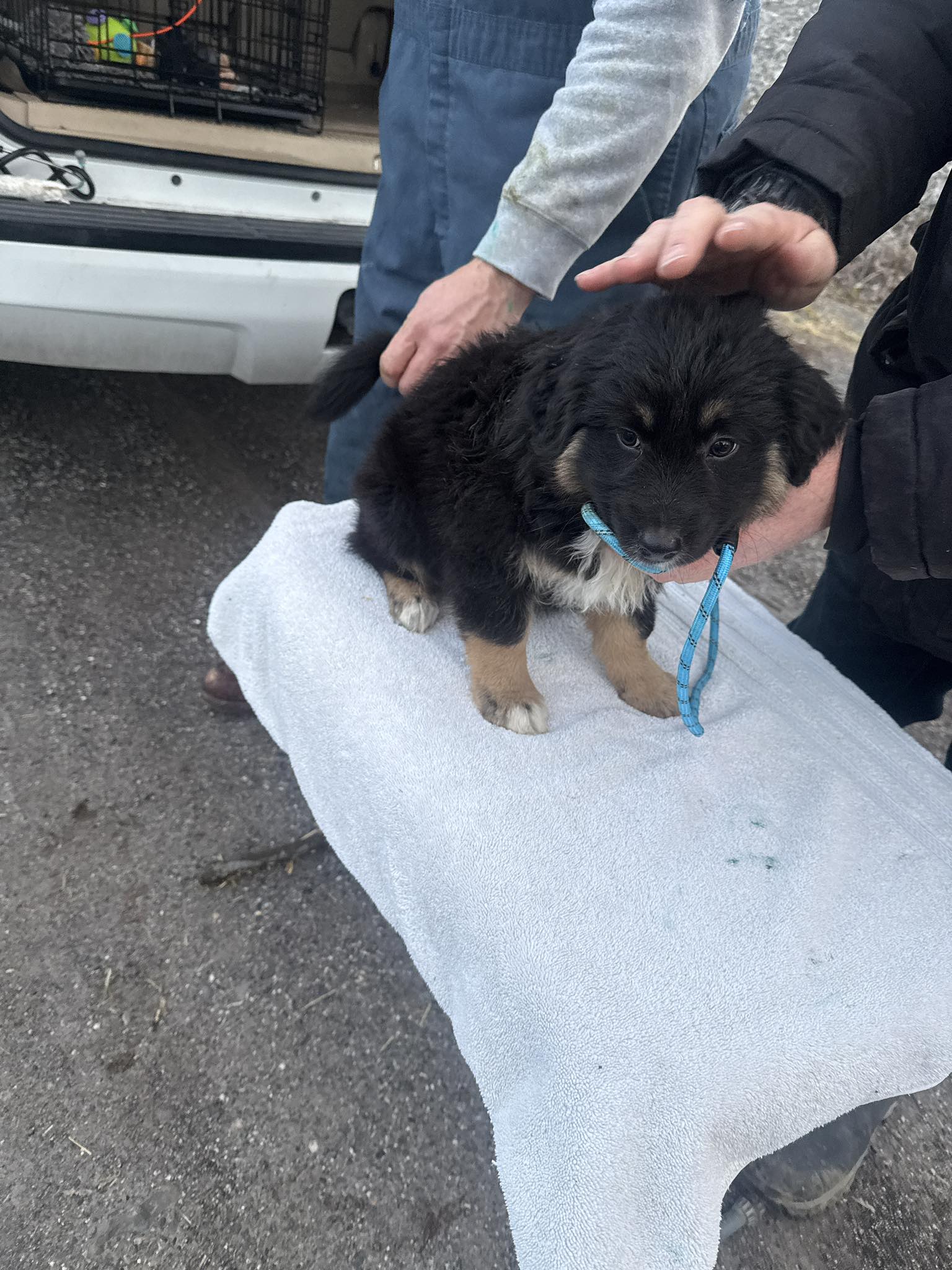 C&C Ranch - This is a reason I get our puppies use to... | Facebook