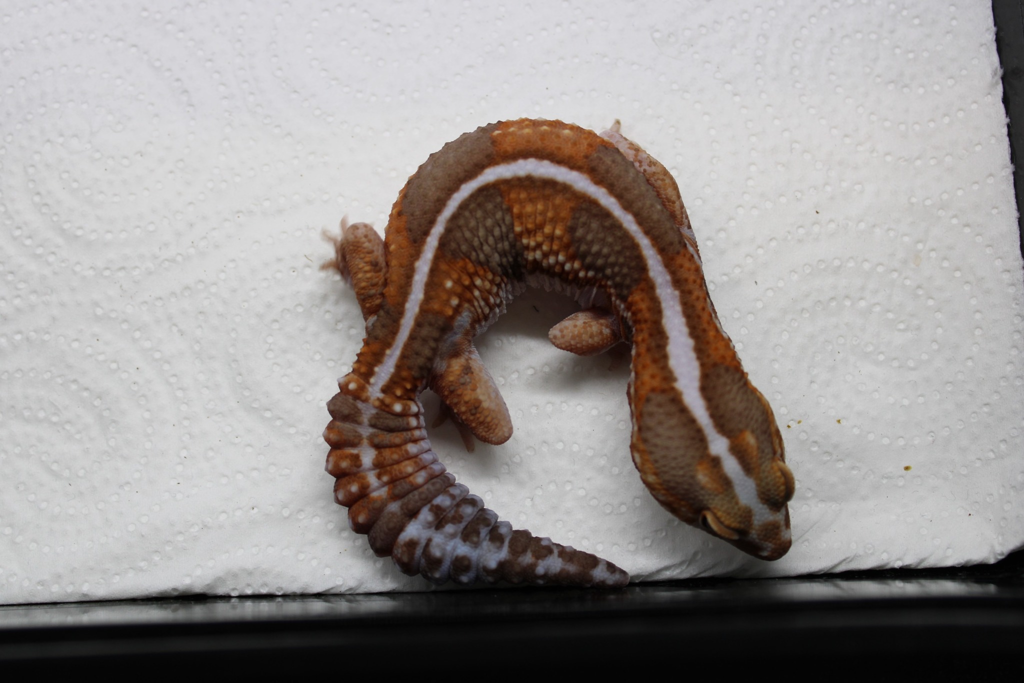 Toothless-Geckos