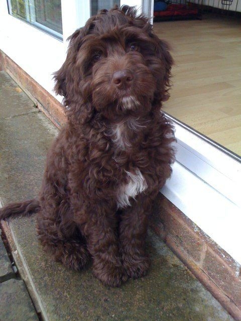 I have to thank whoever mentioned this... - Cockapoo For Life | Facebook