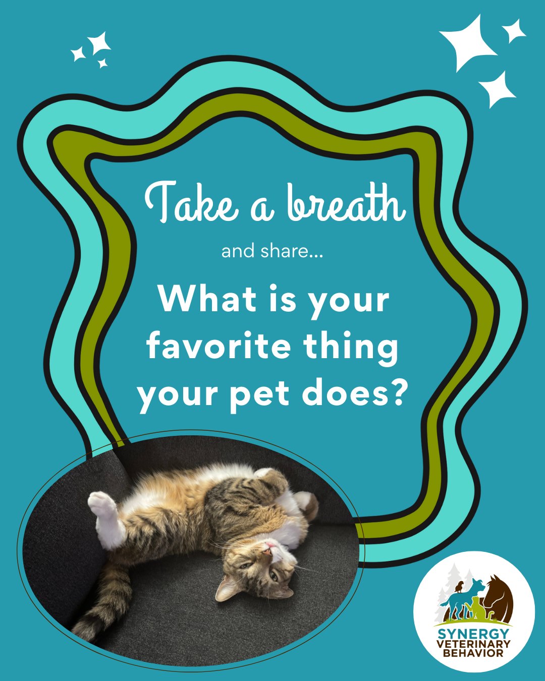 Synergy Veterinary Behavior | Portland OR