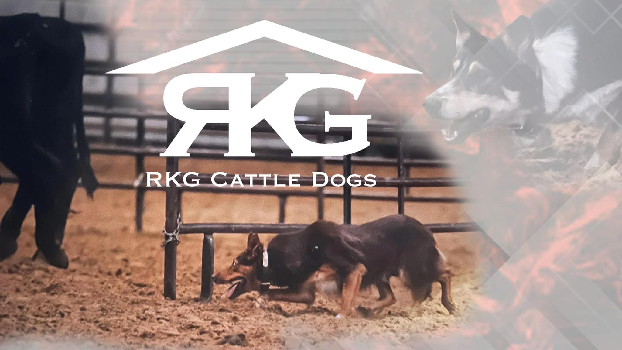RKG Cattle Dogs | Lone Grove OK