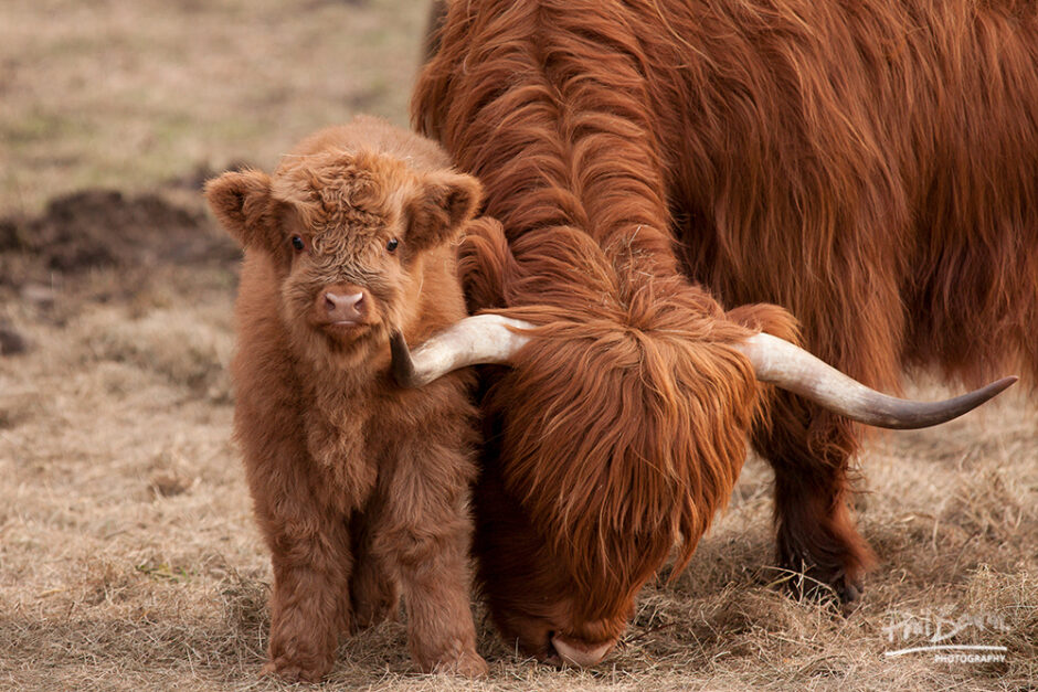 Phil - 🐂Did you know the collective name for a group of cows is usually ...