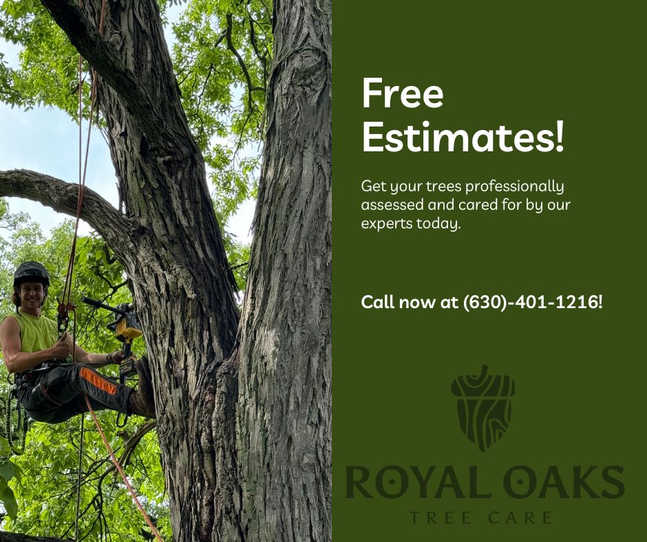 Royal Oaks Tree Care