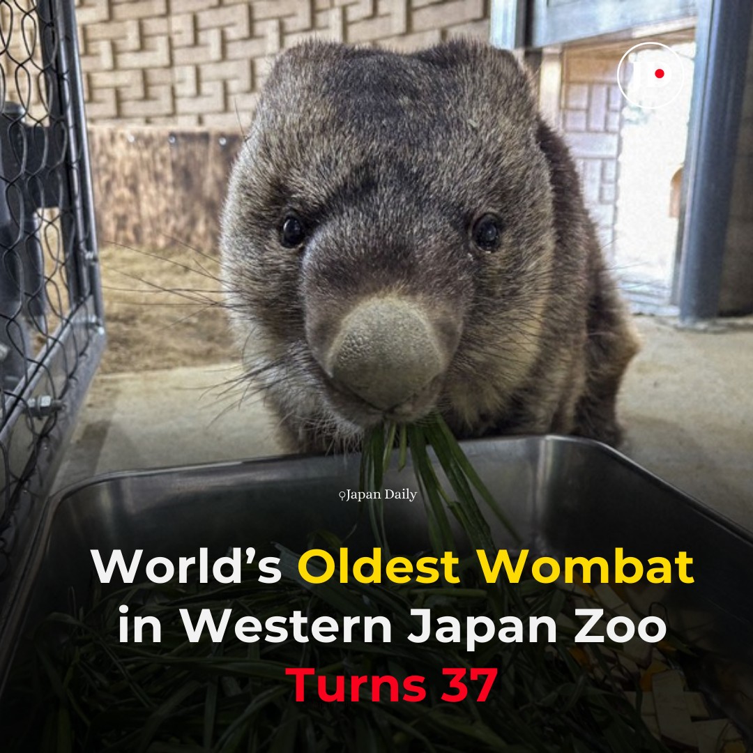 Japan - The world's oldest wombat, a beloved resident of Satsukiyama ...