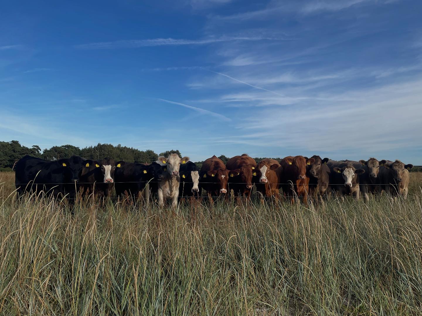 Wirb... - Wirbelvet / Praxis für Tiermedizin und Chiropraktik