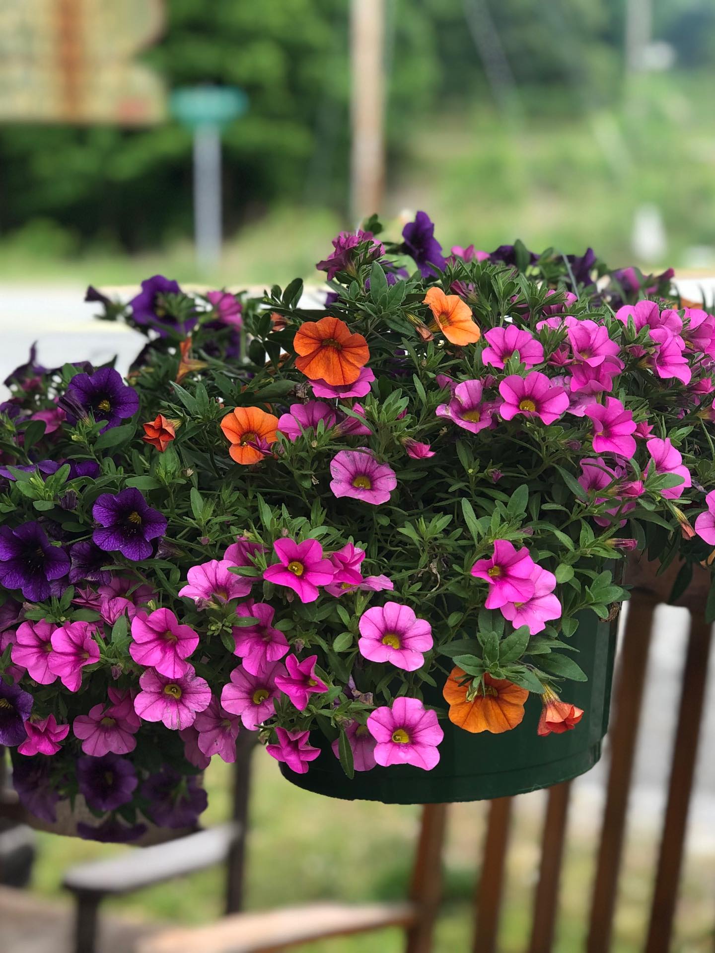 Beautiful Hanging Baskets (19.99)for mom and grab one of our heavy