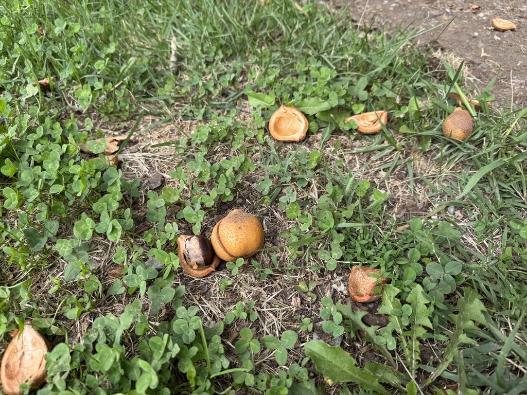 大型板状土偶を下からのぞいてみると・・・ おや？穴が開いていますね