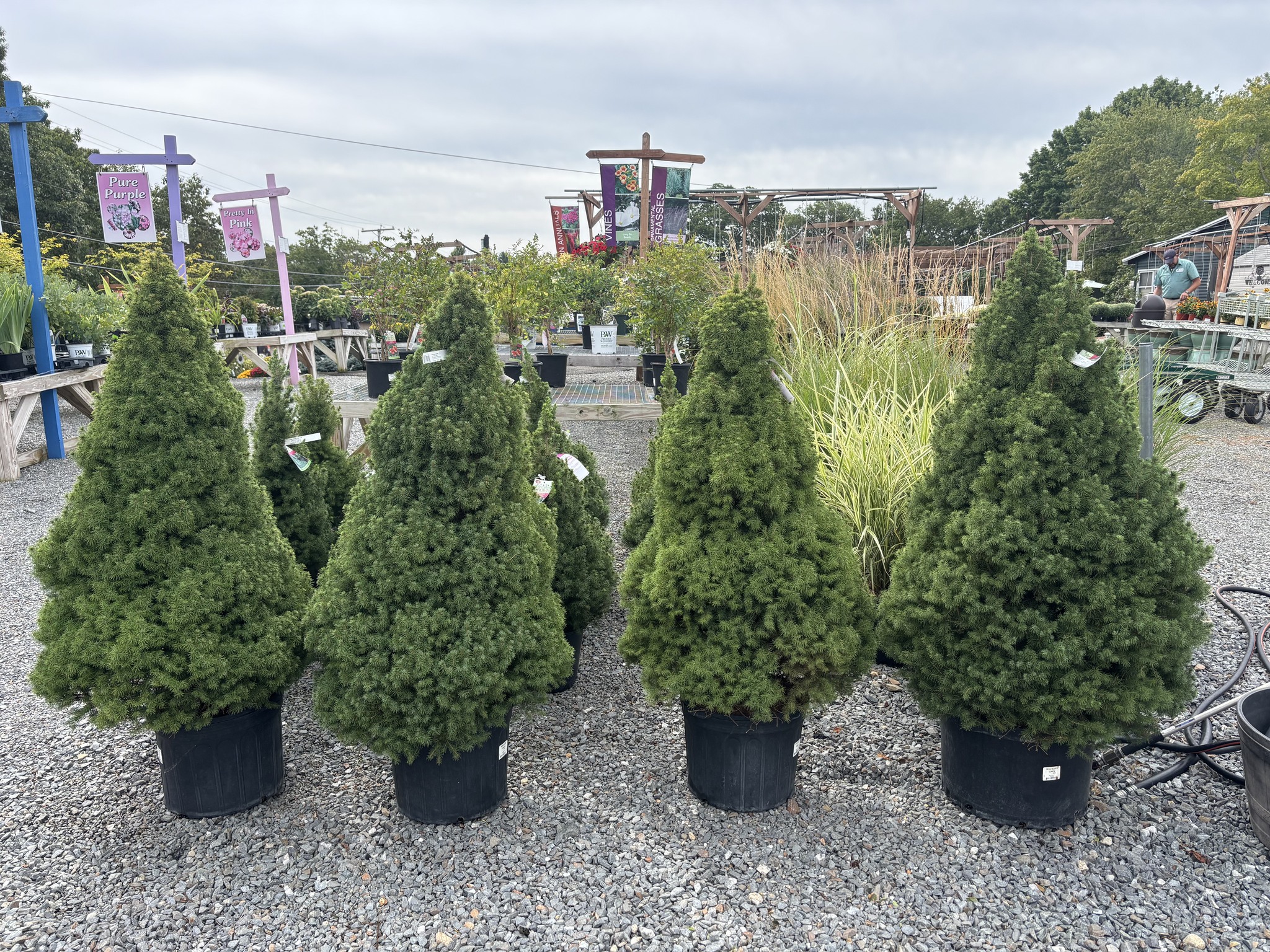 Lakeview - 🌲 Don’t let the name fool you—our Dwarf Alberta Spruce might ...