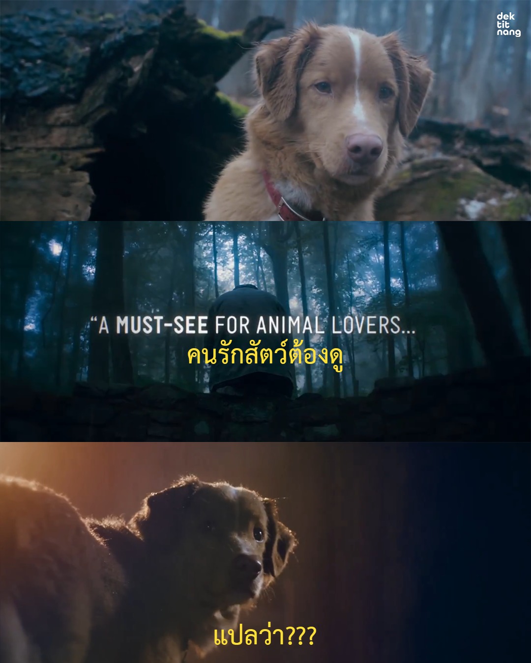เด็กติดหนัง - ตัวอย่างใหม่จาก Good Boy มะหมาเห็นผี พร้อมคำโปรยว่า 