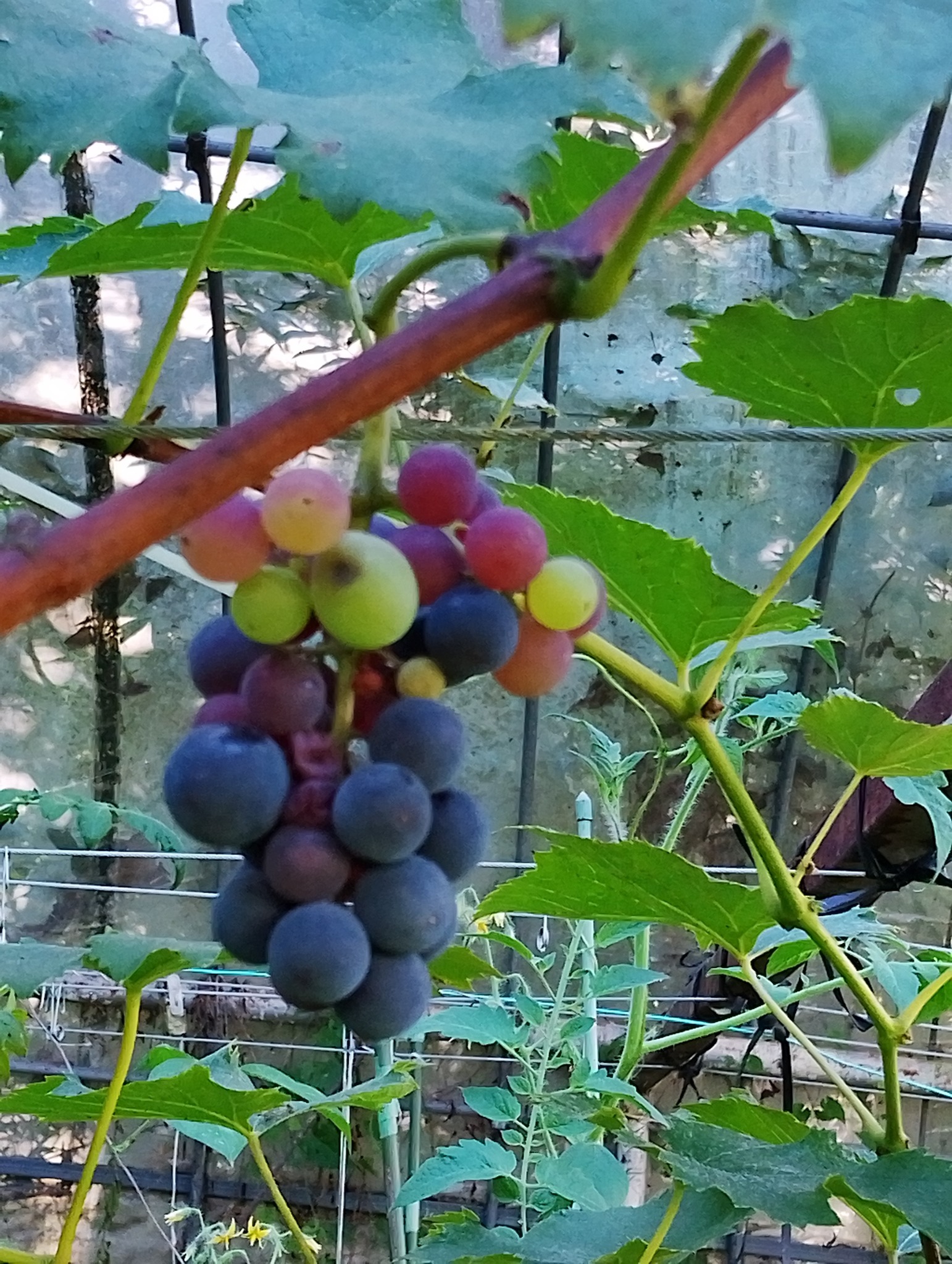 NARUMI FARM - NARUMI FARM added a new photo.