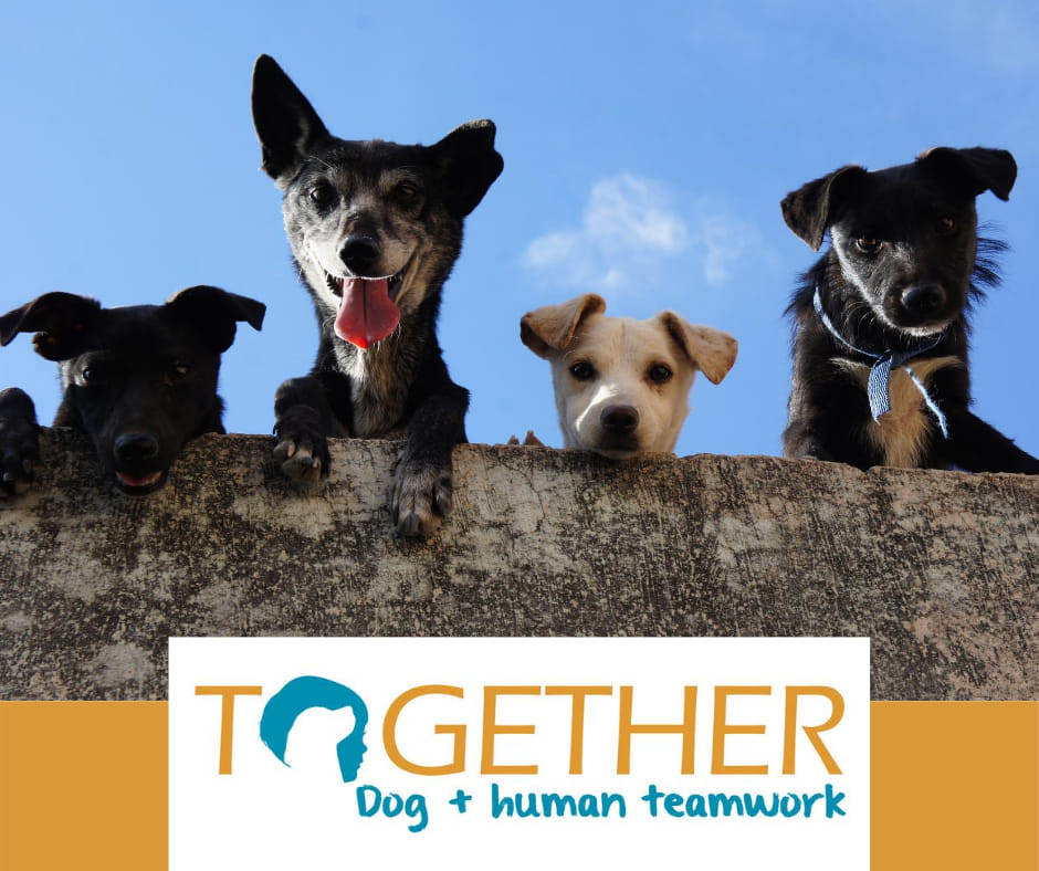 Together - Dog + Human Teamwork - Que mejor para los niñ@s que aprender ...