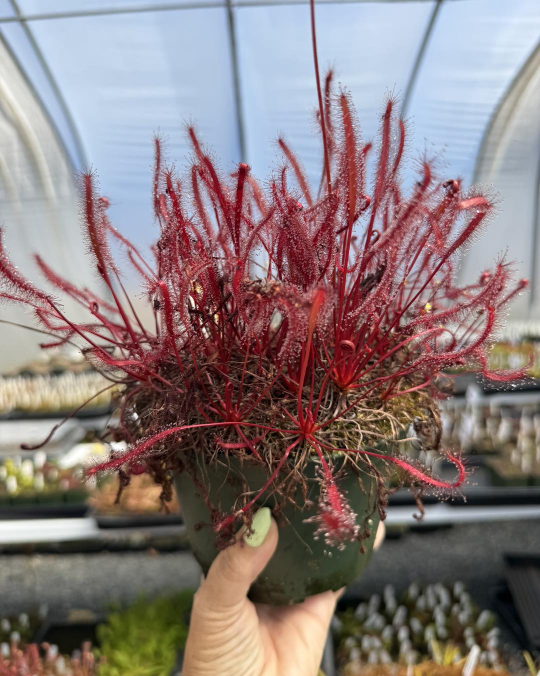 California - Pinguicula primuliflora 'rose' is the rare, double