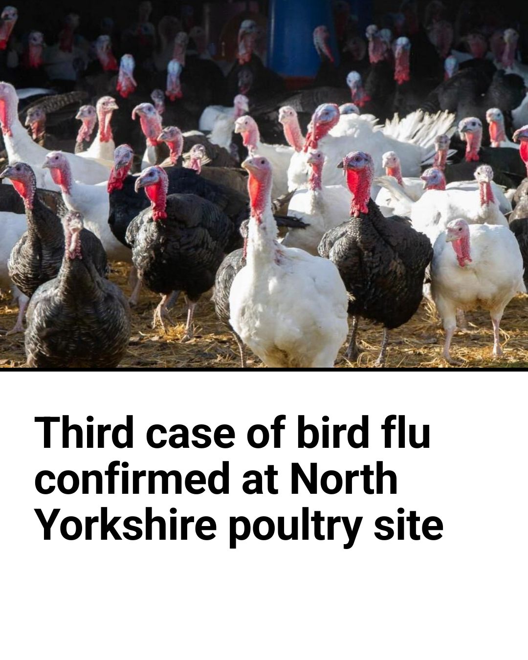 A third case of bird flu has... - The Northern Echo Teesside | Facebook