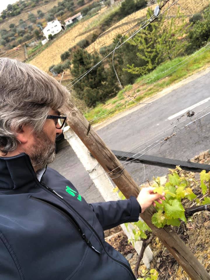 Nufarm Portugal - 🌨 Com a videira suscetível e com...