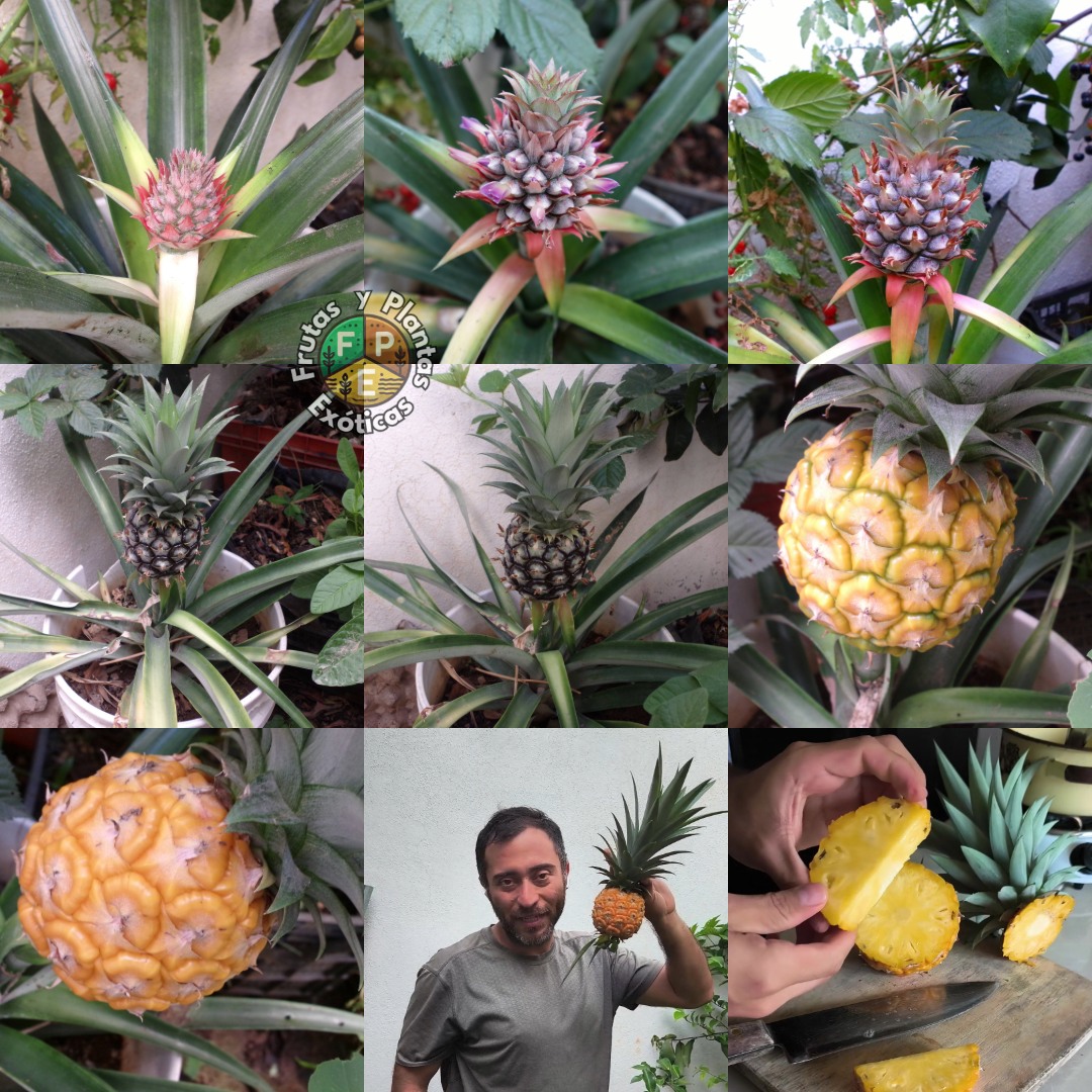 Frutas - Desarrollo de una piñita que creció en una cubeta, pasaron ...