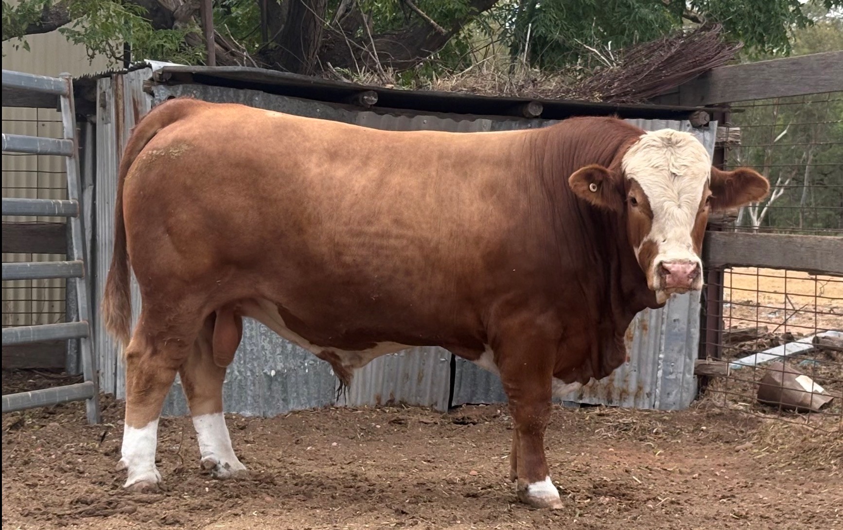 February All Breeds Bull & Female Sale
