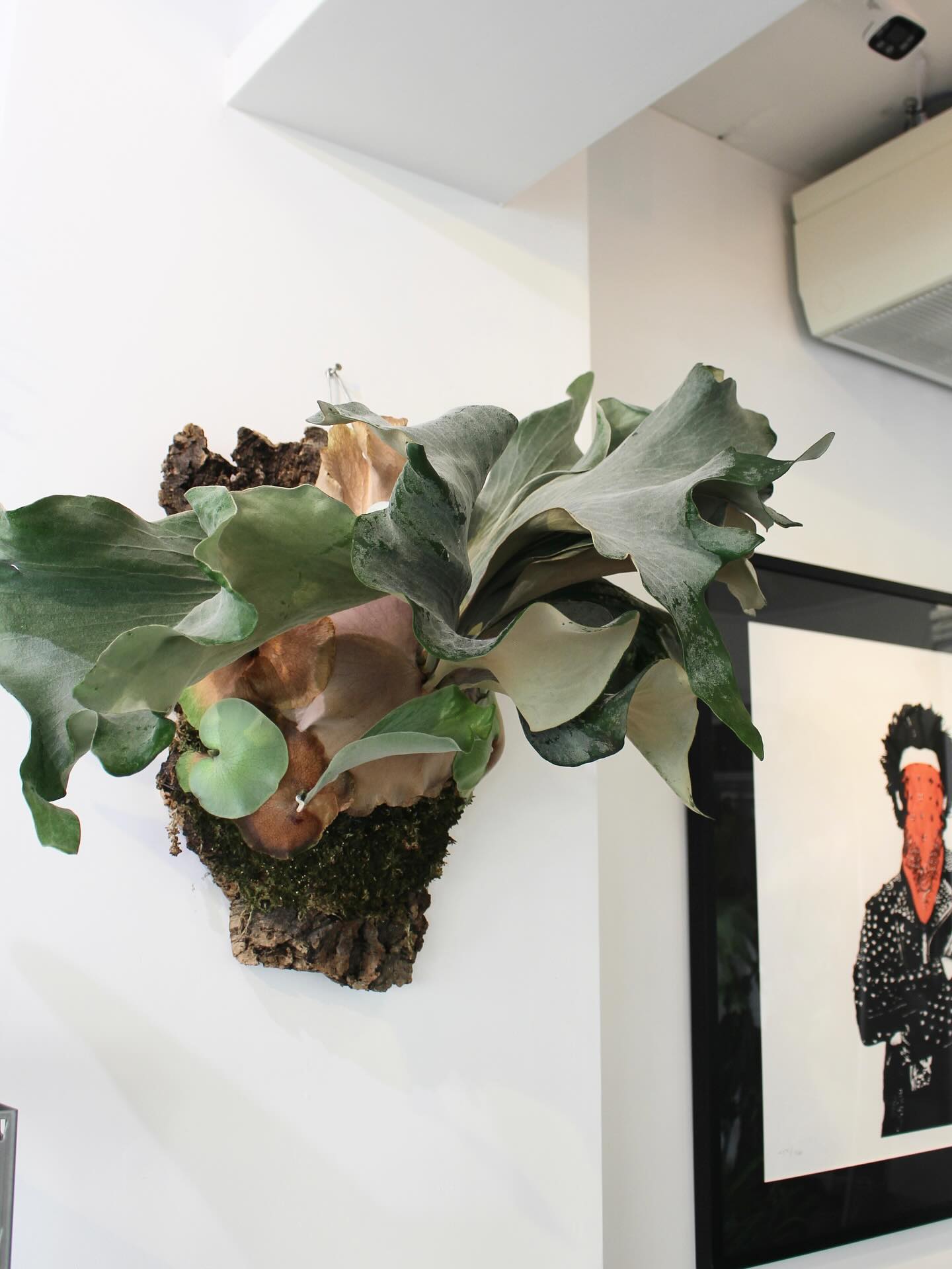 P. 'Kailas' (FSQ vp#9) FSQからのvandaka plants選抜の ナンバリング