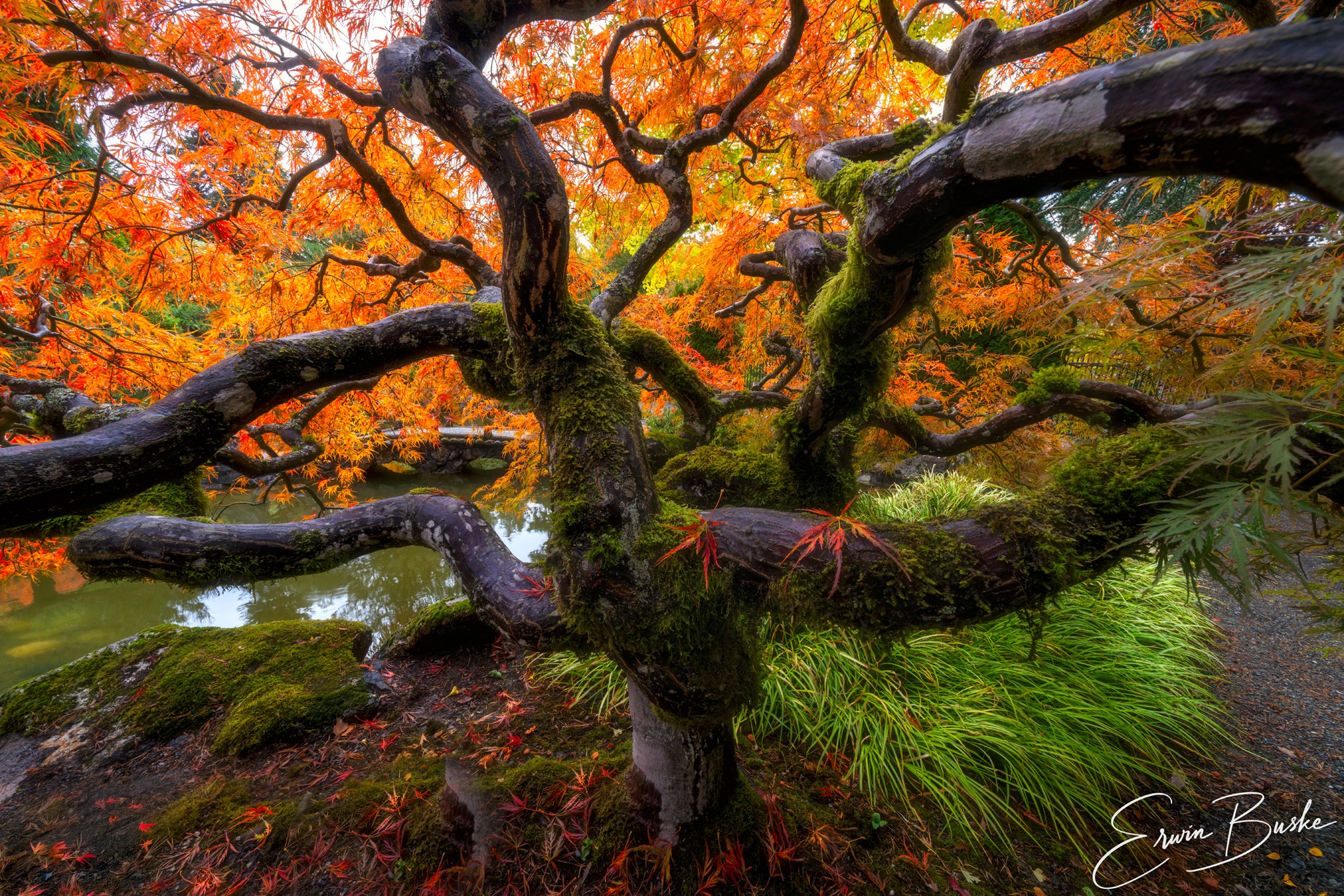 Erwin - In an Octopus's Garden I felt this Japanese Lace Leaf Maple was ...