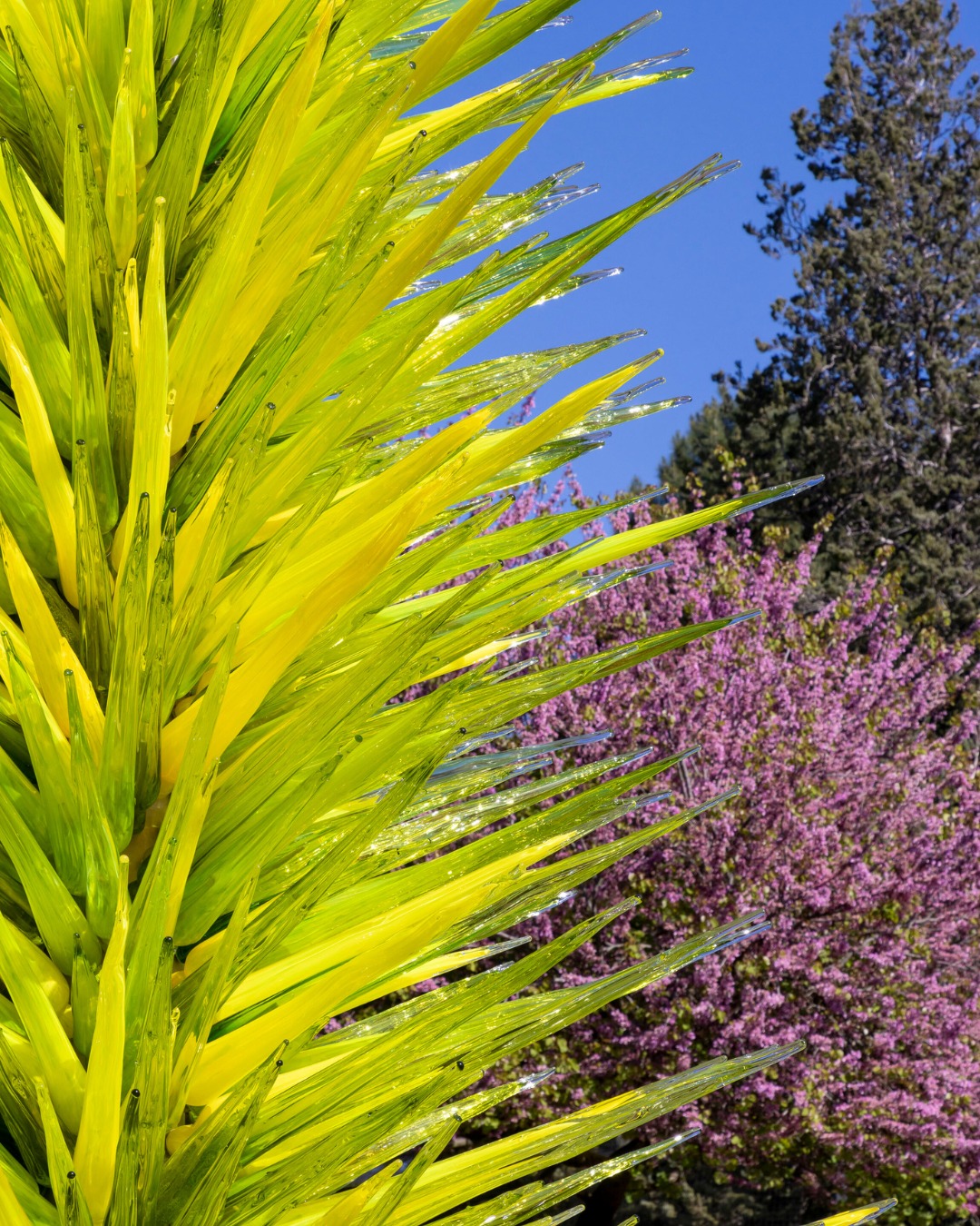 We're less than a month away from CHIHULY at Meijer Gardens