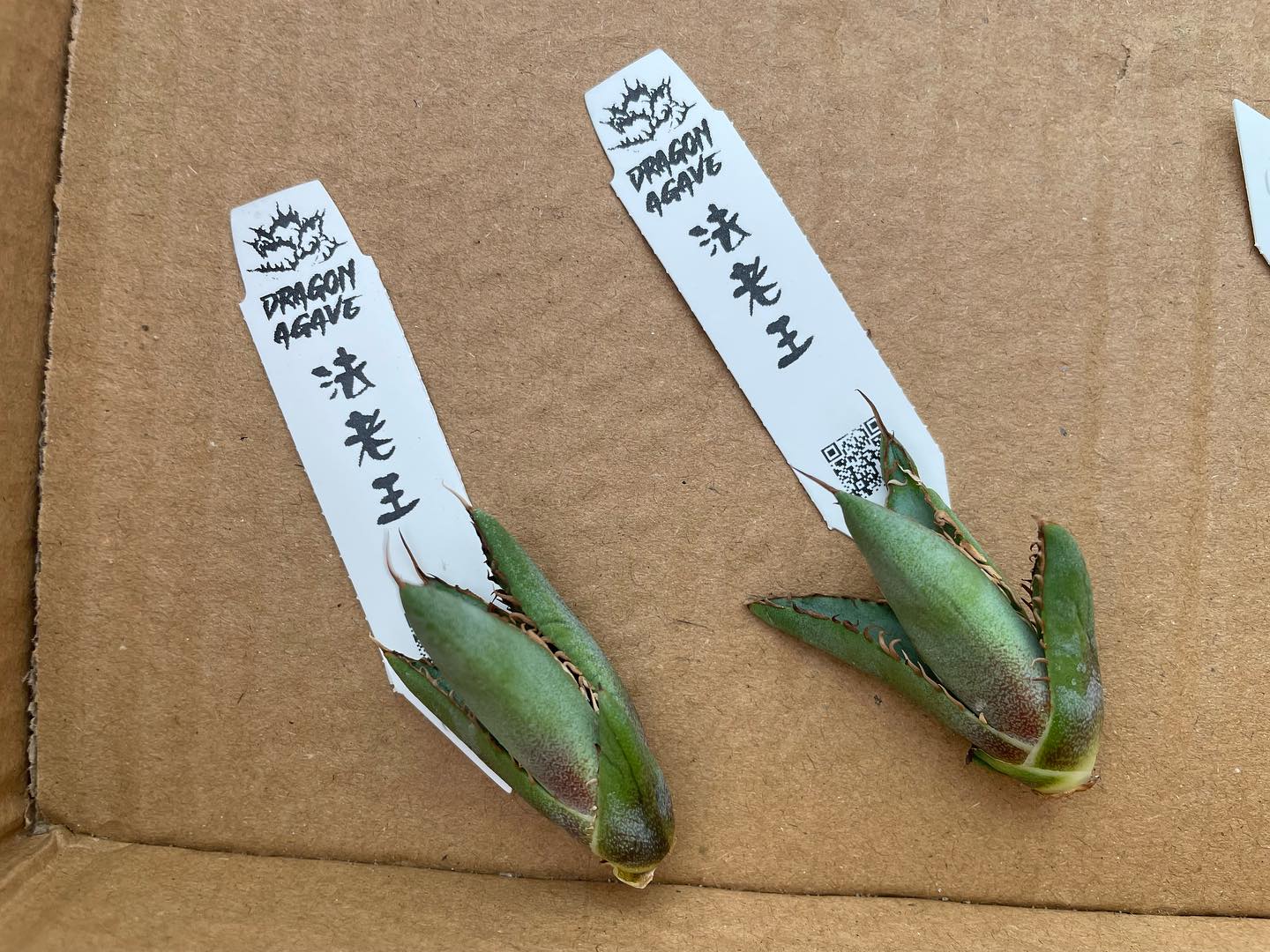シマムラ園芸 - シマムラ園芸 added a new photo.