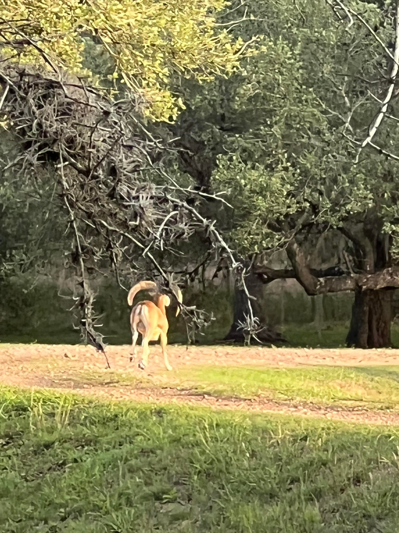 5R Ranch | Goliad TX
