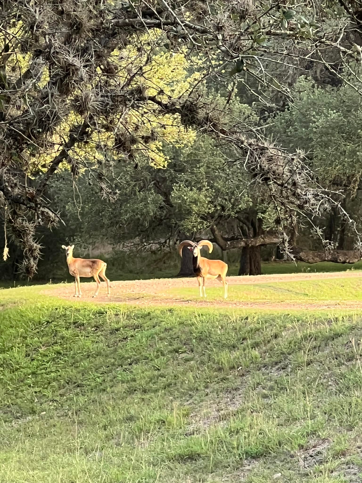 5R Ranch | Goliad TX