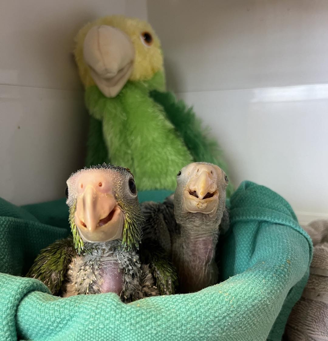 Throwback Thursday to some of the first wild Amazon nestlings we