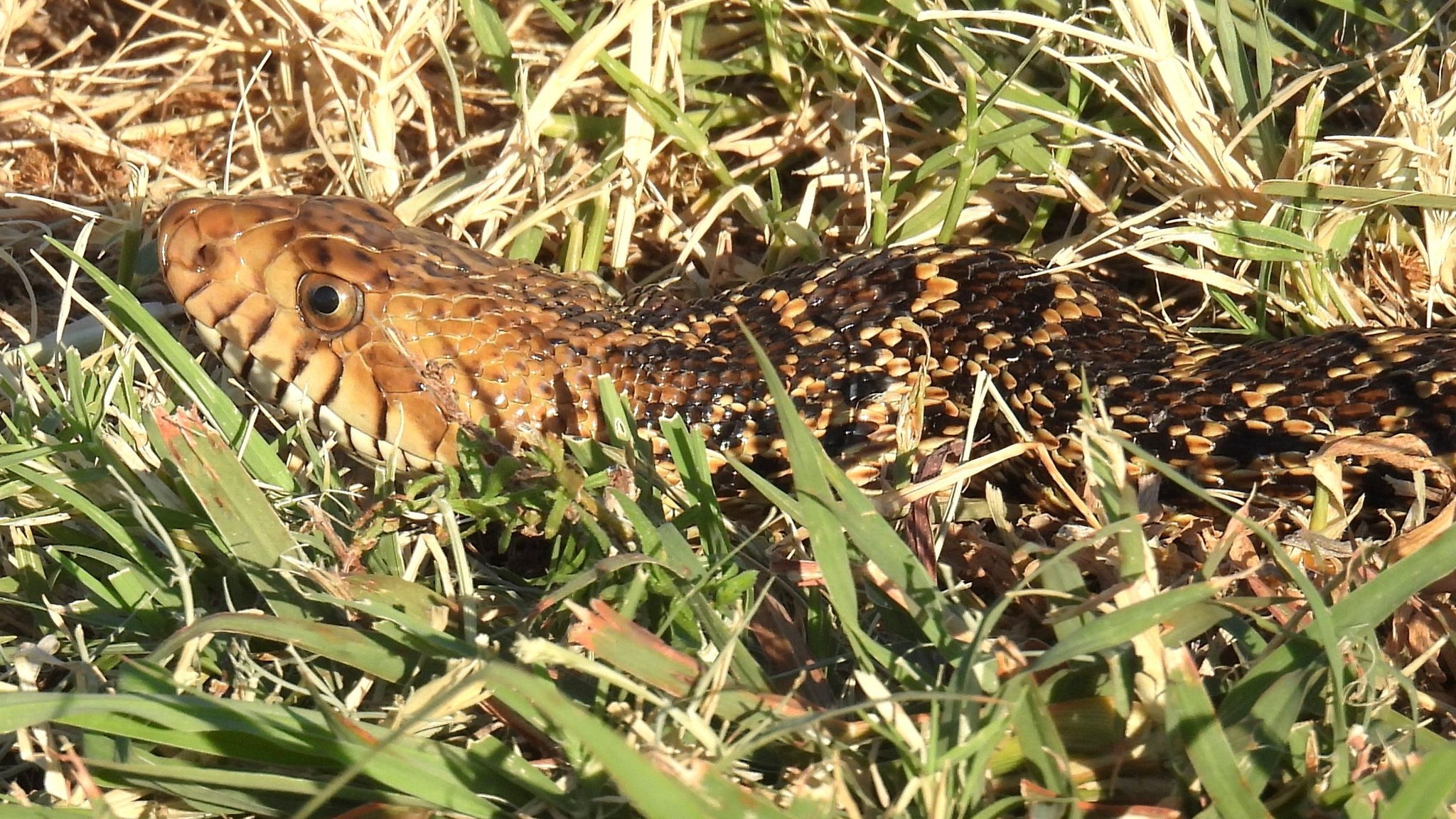 Milwaukee doesn't have venomous snakes, but some non-venomous