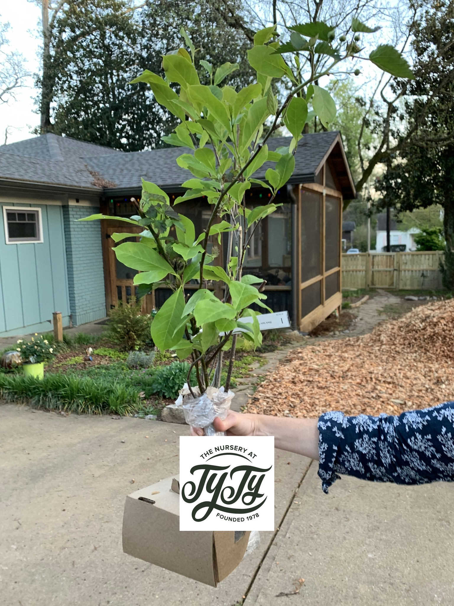 Ty Ty Plant Nursery, LLC | Ty Ty GA