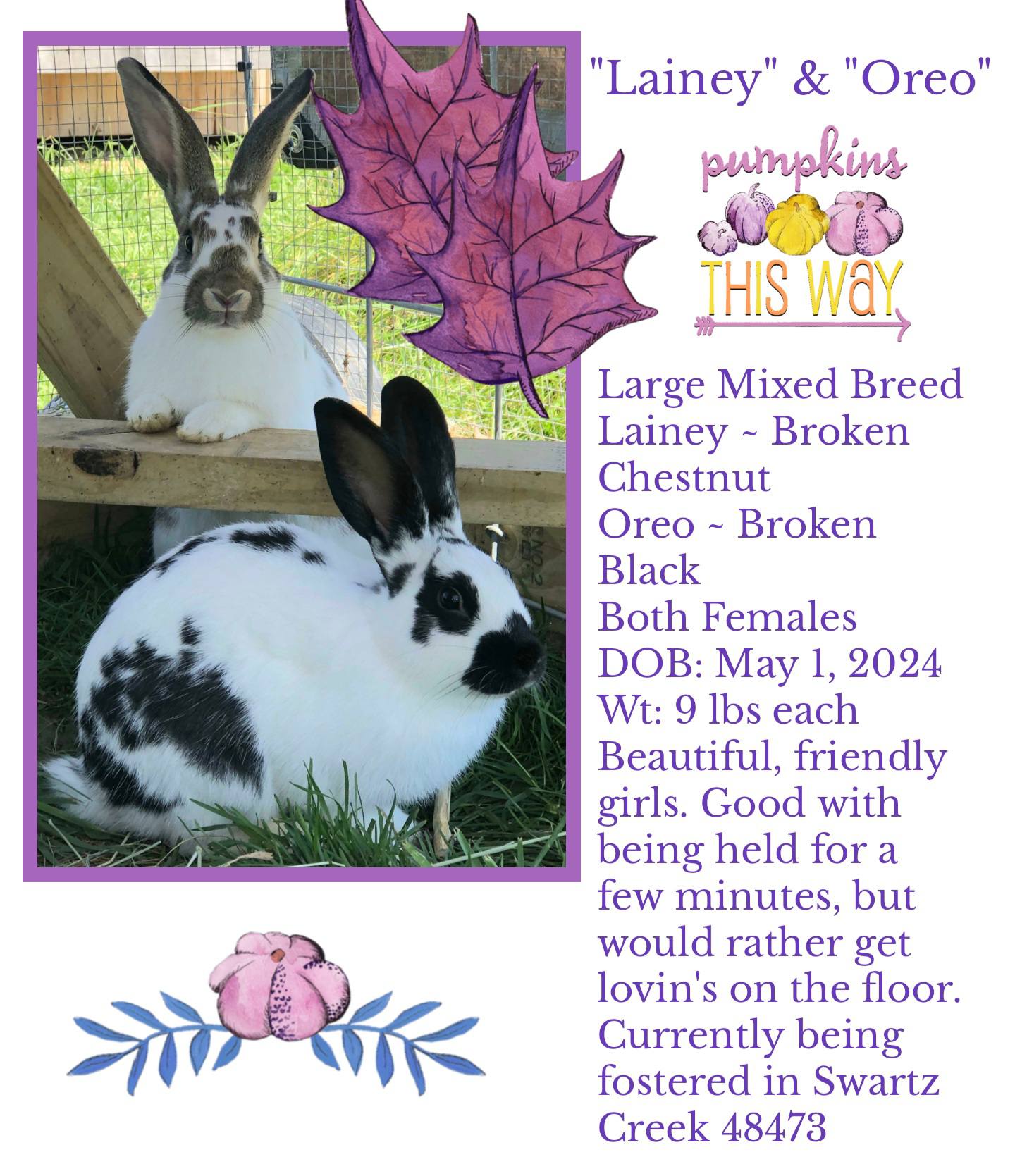 Klim's Rabbit Rescue | Lennon MI
