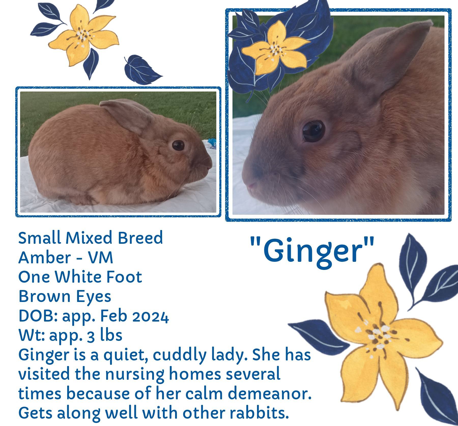 Klim's Rabbit Rescue | Lennon MI