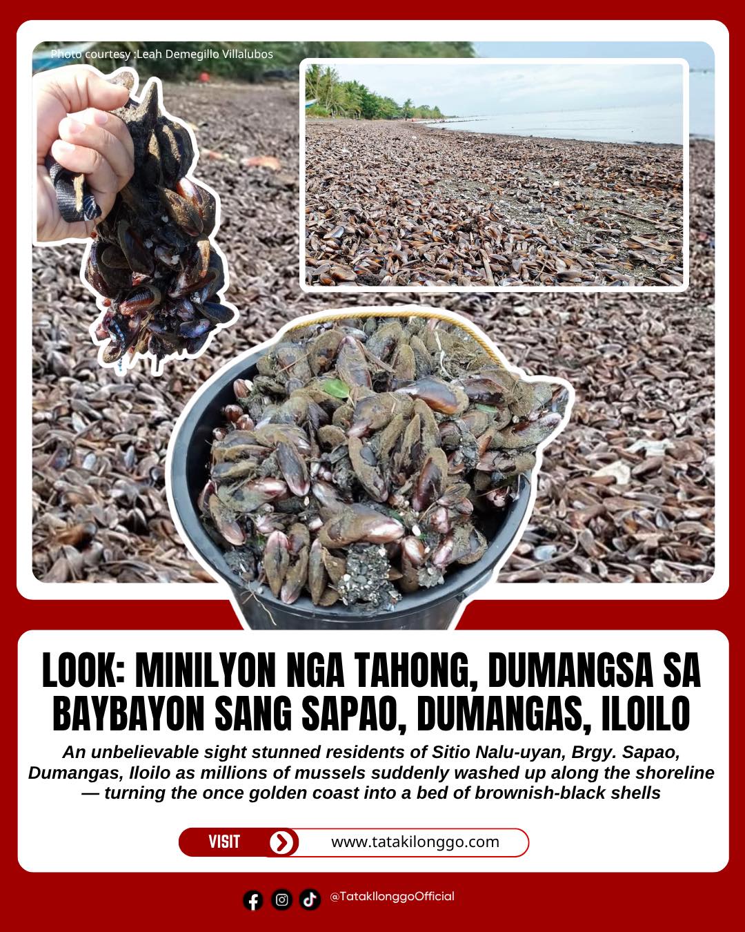Tatak - 𝐋𝐎𝐎𝐊: 𝐌𝐢𝐥𝐥𝐢𝐨𝐧𝐬 𝐨𝐟 𝐌𝐮𝐬𝐬𝐞𝐥𝐬 𝐖𝐚𝐬𝐡 𝐀𝐬𝐡𝐨𝐫𝐞 𝐢𝐧 𝐁𝐫𝐠𝐲. 𝐒𝐚𝐩𝐚𝐨, 𝐃𝐮𝐦𝐚𝐧𝐠𝐚𝐬 ...