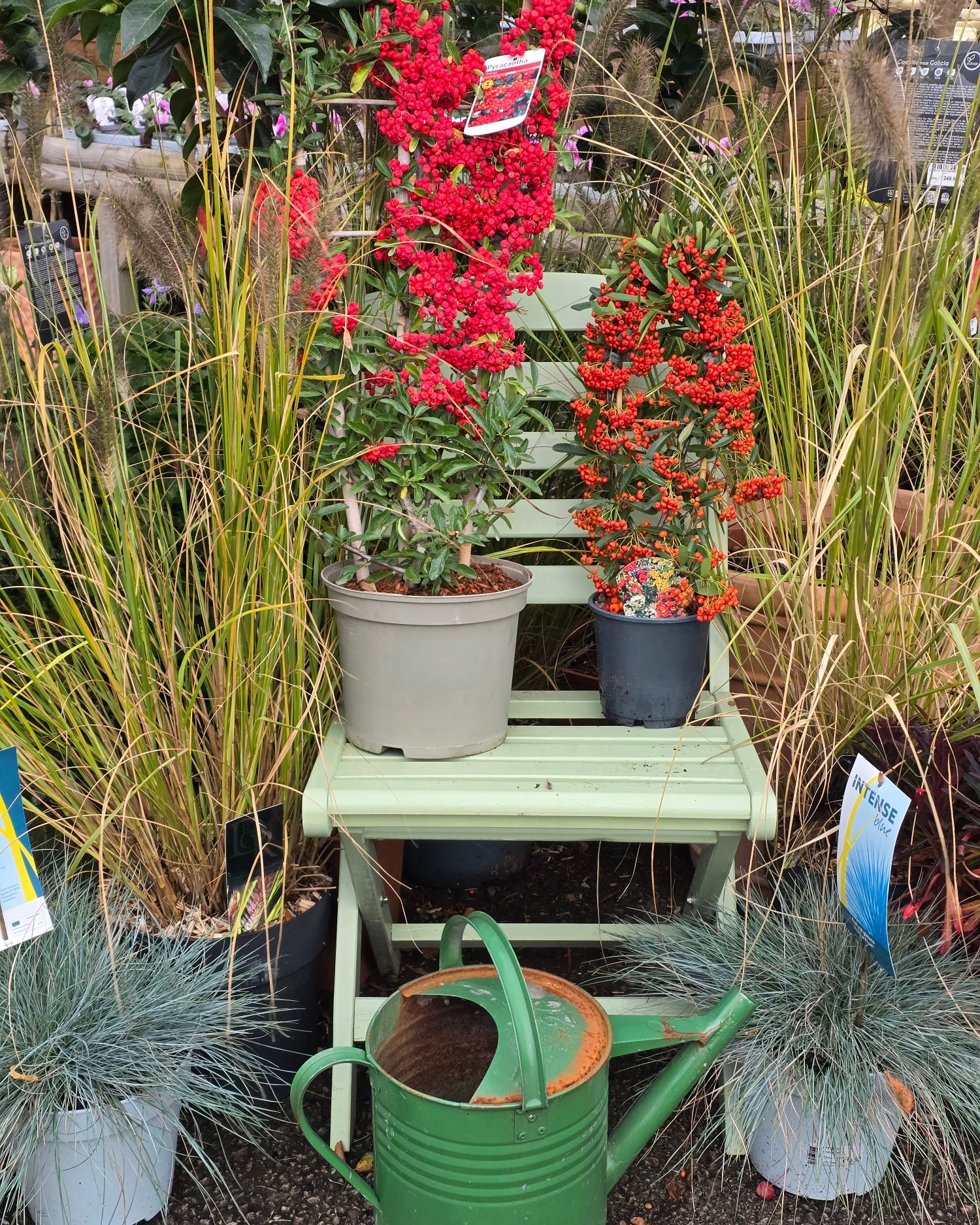 Dunston - 🪴 PLANT OF THE WEEK 🪴 PYRACANTHA Commonly known as Firethorn ...
