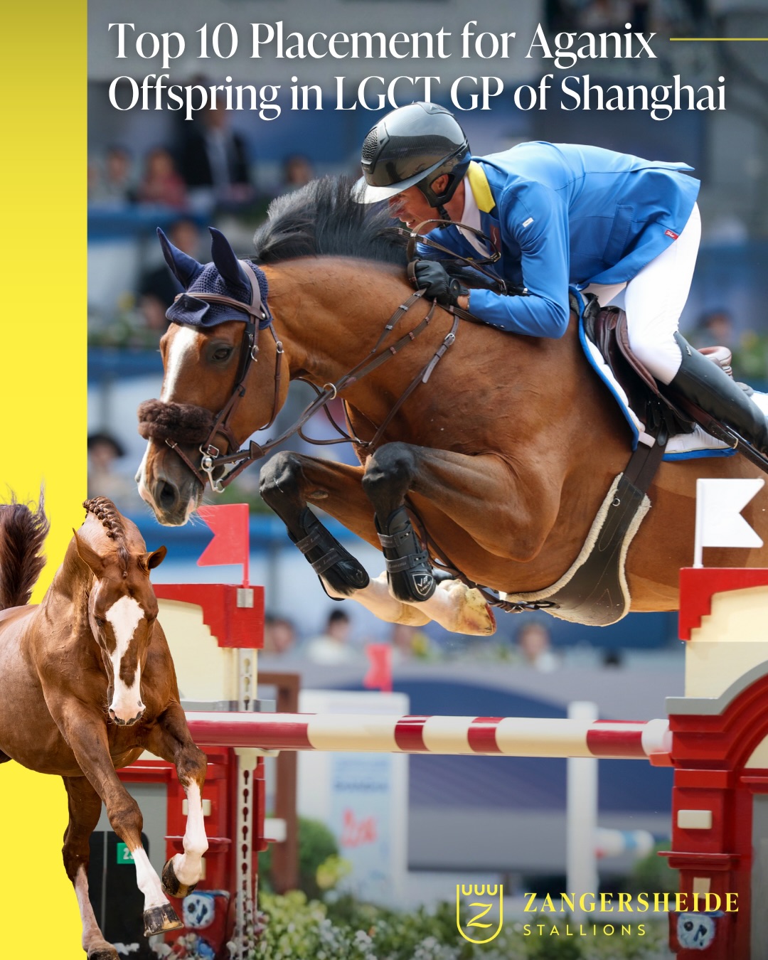 Top 10 Placement for Aganix du Seigneur Z Offspring in LGCT Grand