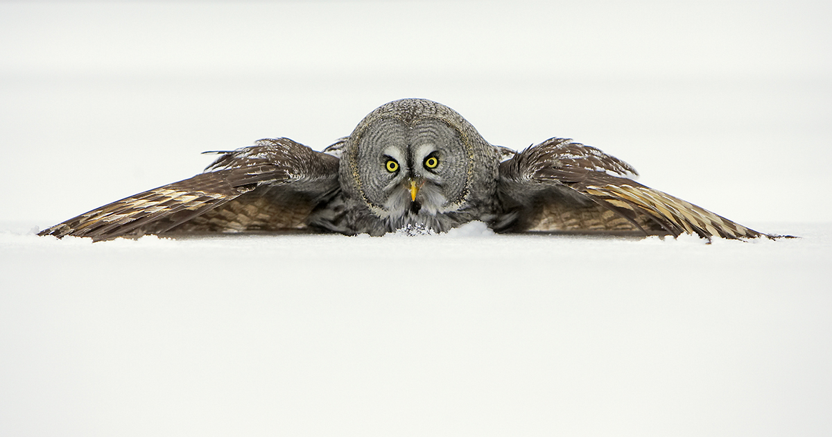 Jari - The Great Grey Owl is one of the most sought-after bird species ...