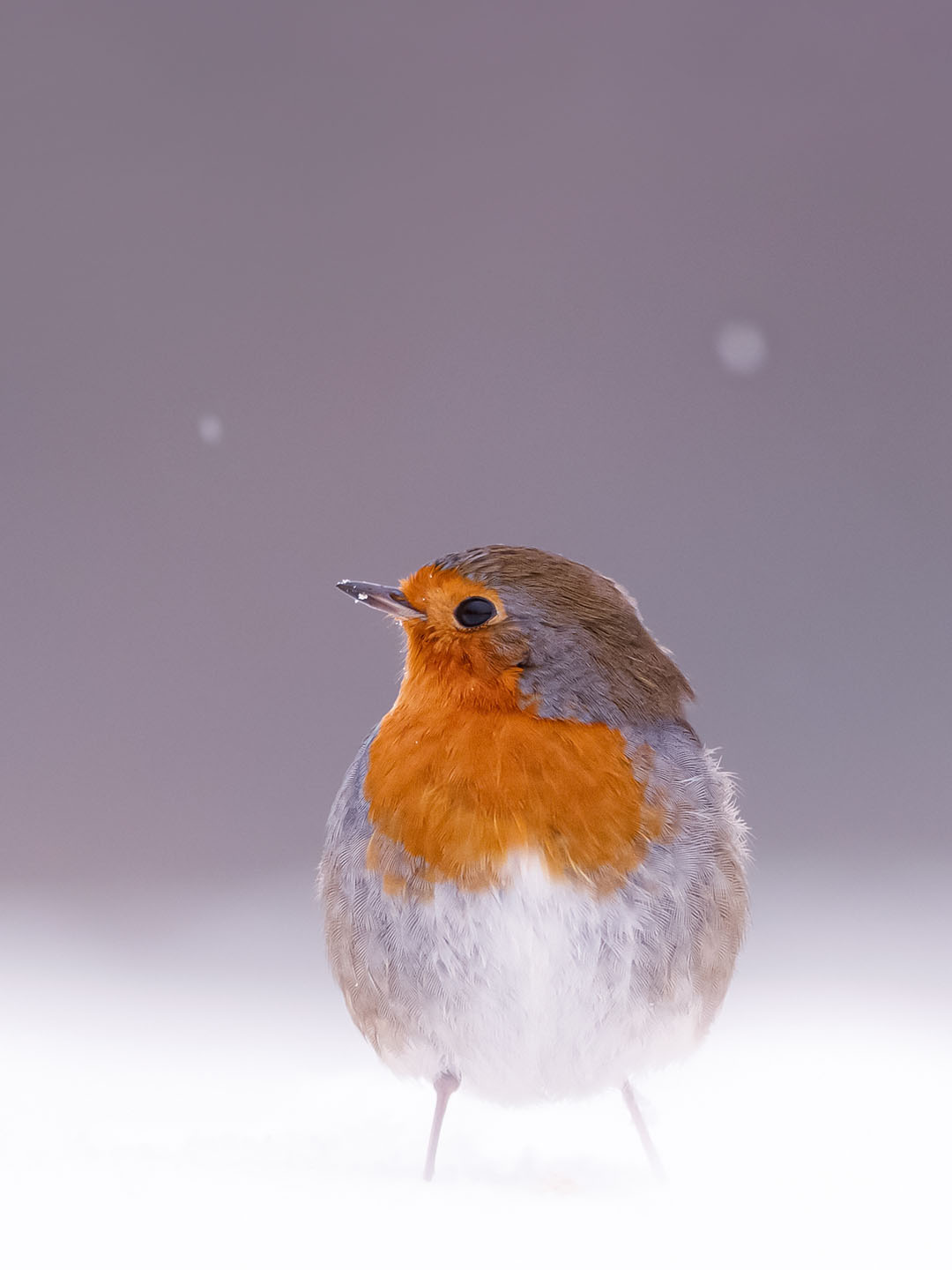 Roeselien Raimond Photography