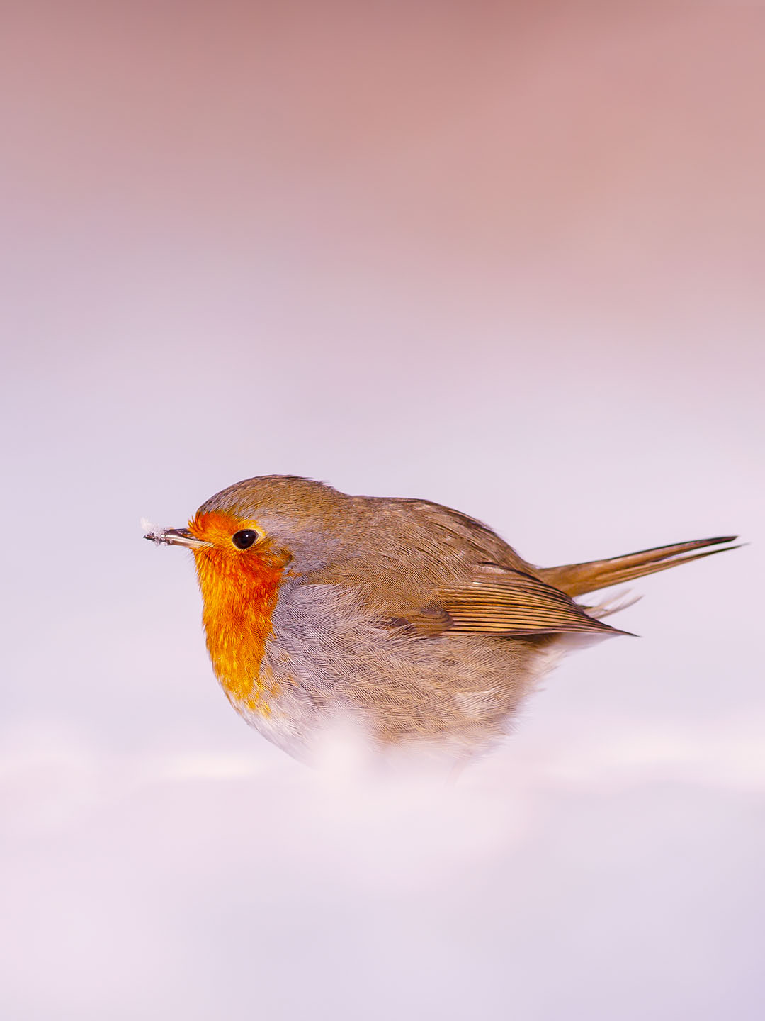 Roeselien Raimond Photography