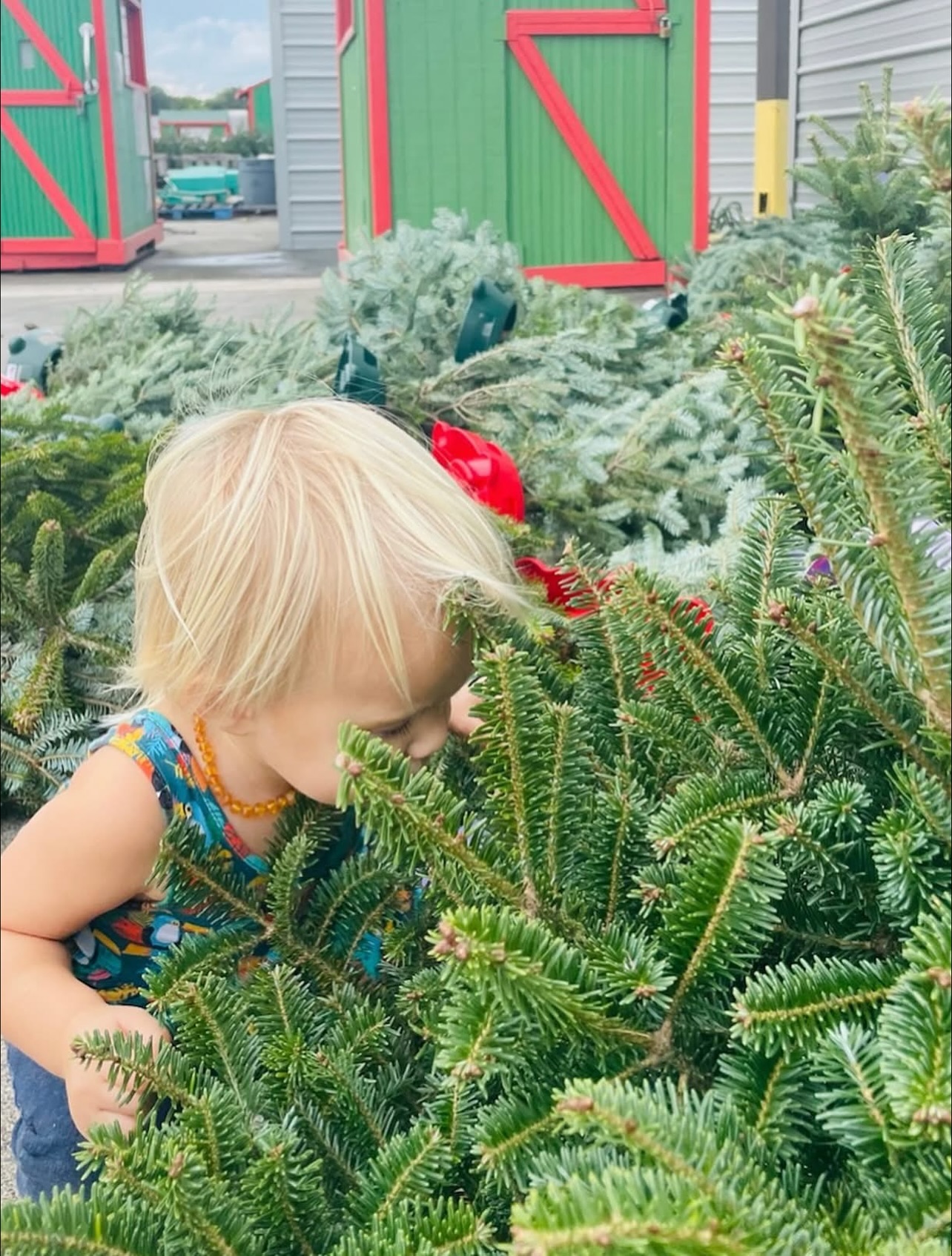 Severts Christmas Tree Farm... - Severts Christmas Tree Farm