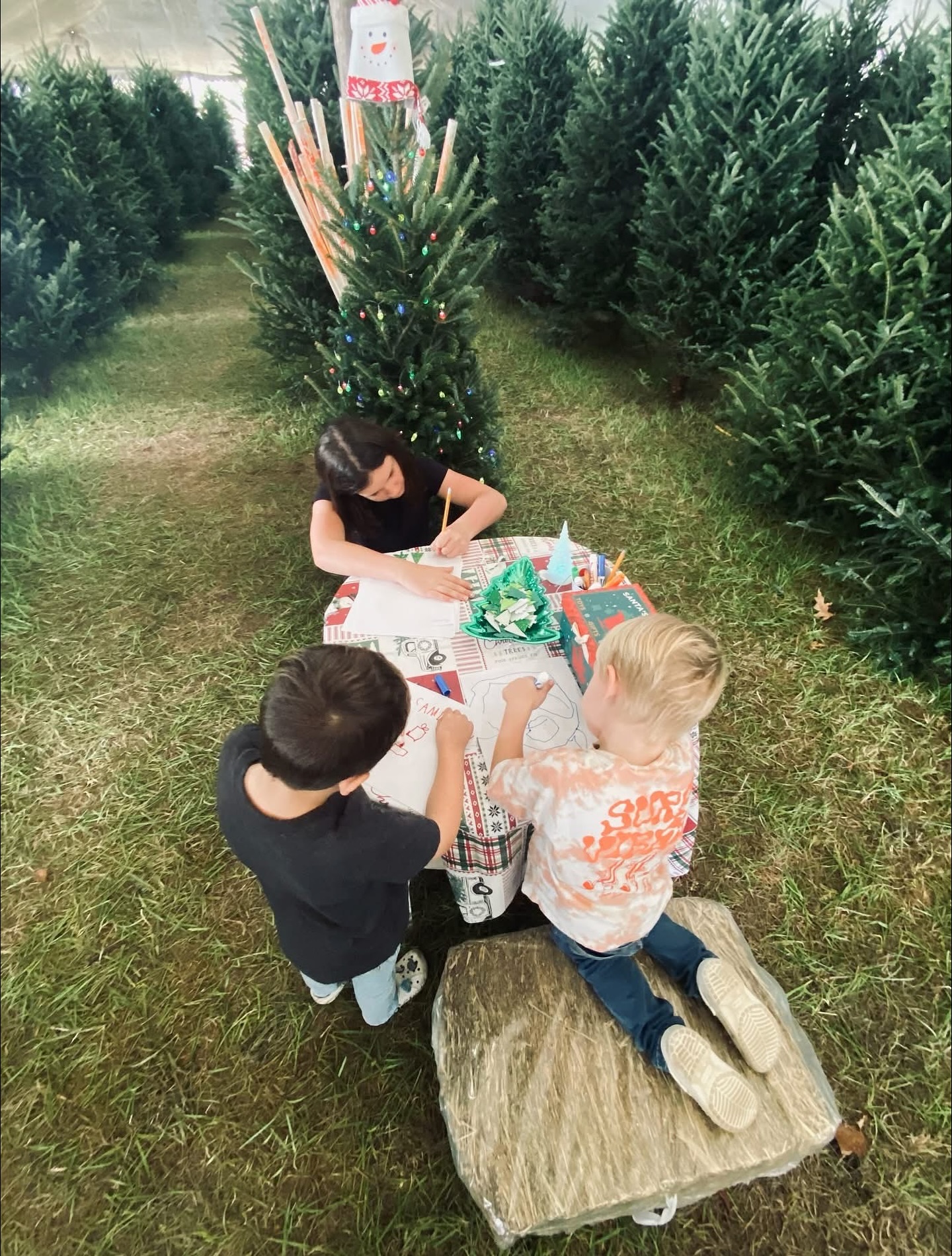 Severts Christmas Tree Farm... - Severts Christmas Tree Farm