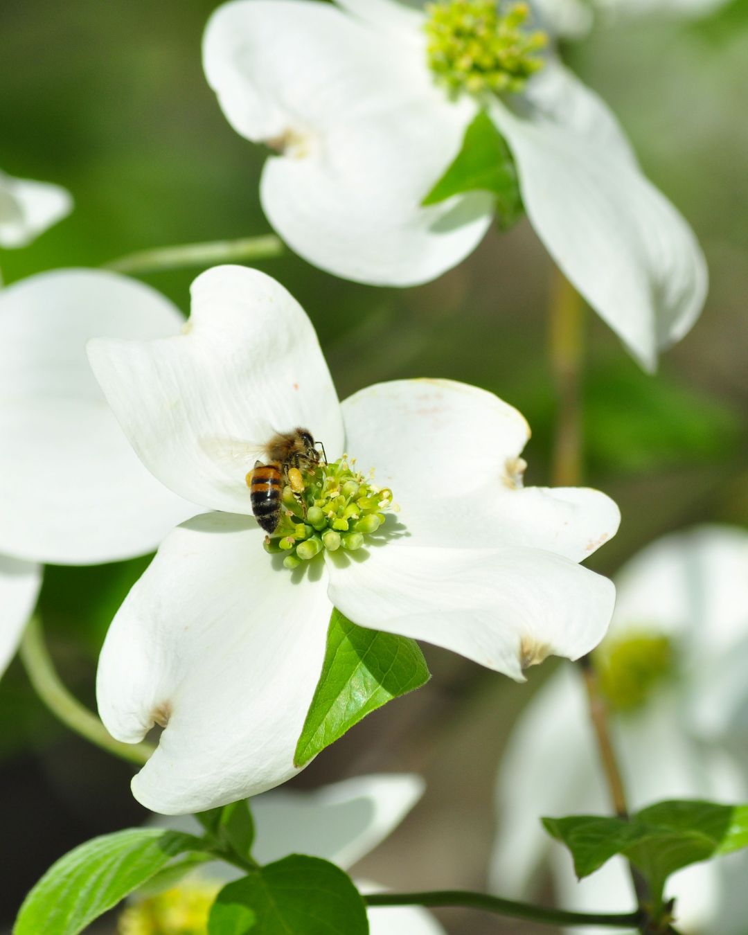 Heartwood Tree Care, LLC - Early Spring? While we are still technically ...