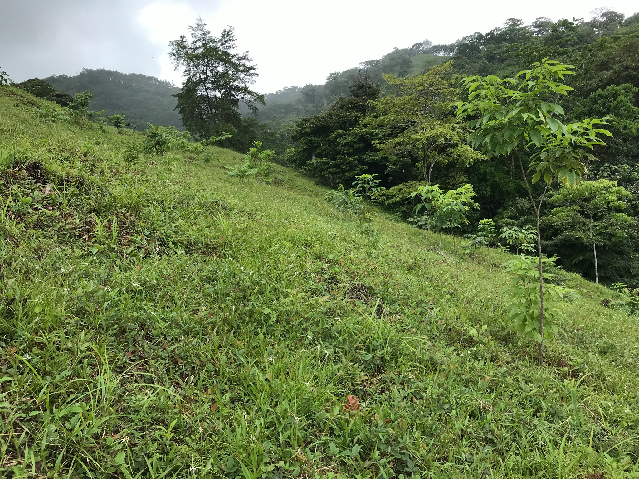 Ecofarms Panama - Las soluciones están en la naturaleza....