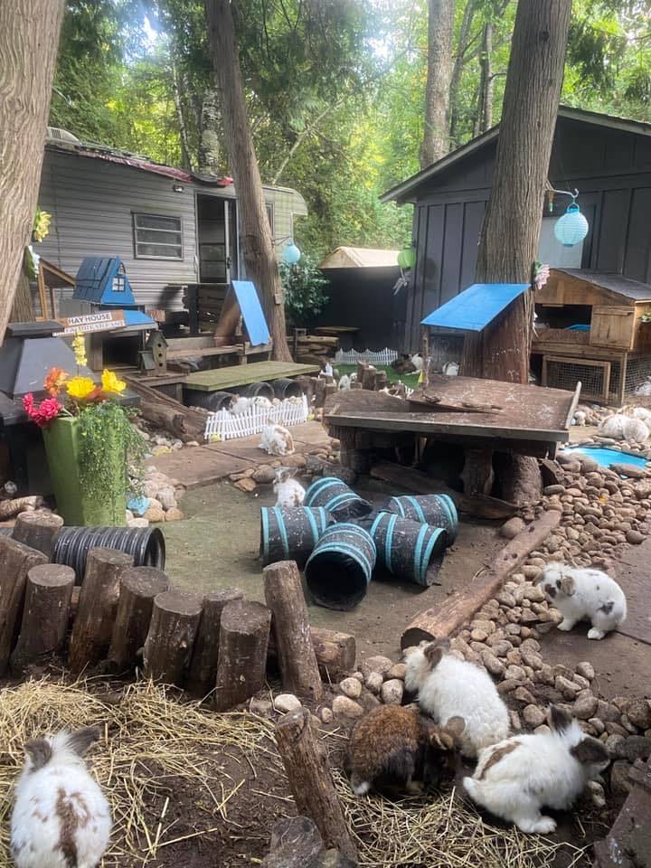Rabbit House Rescue and Sanctuary | Port Elgin ON