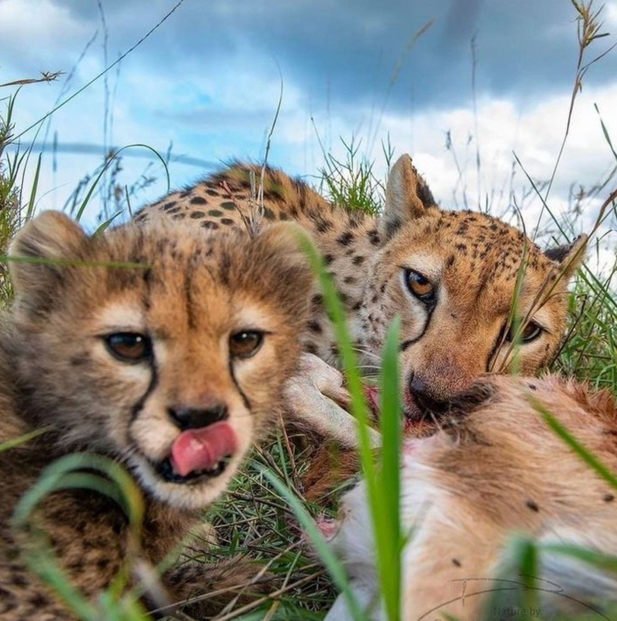 Animals World - NO TWO LEOPARDS WEAR THE SAME FACE. 🐆... | Facebook