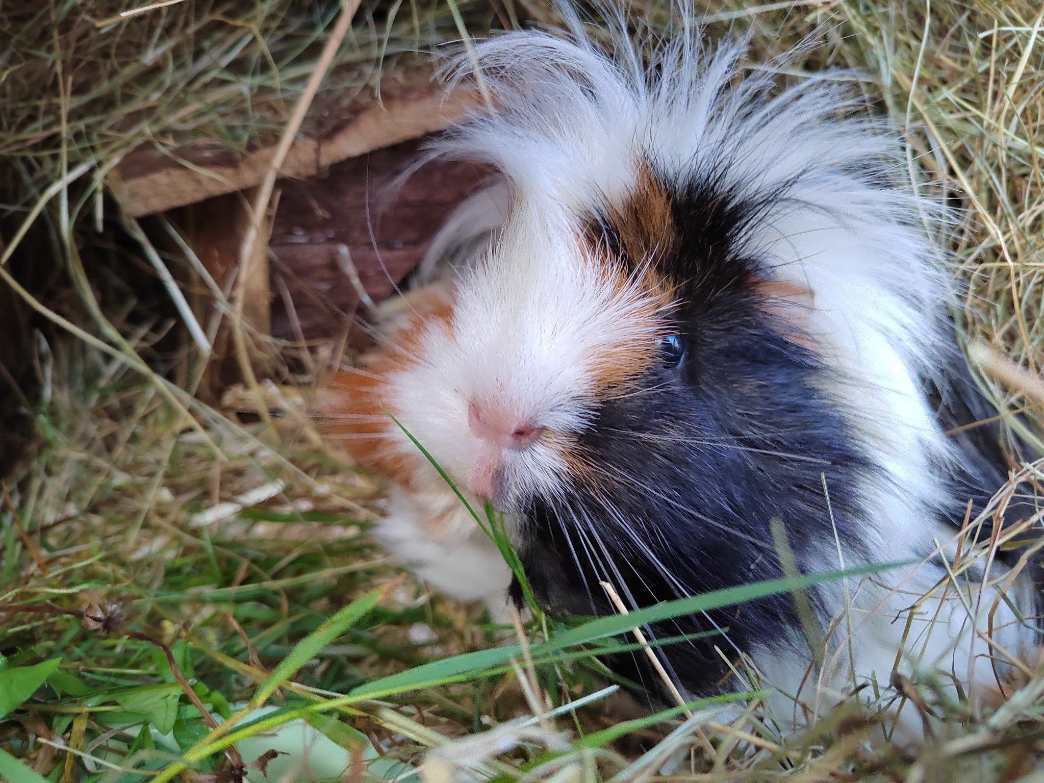 Picture Idea: Pike Guinea Pig Awareness Week Did You Know That Guinea