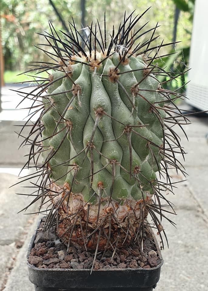 Copiapoa cinerea without black spines