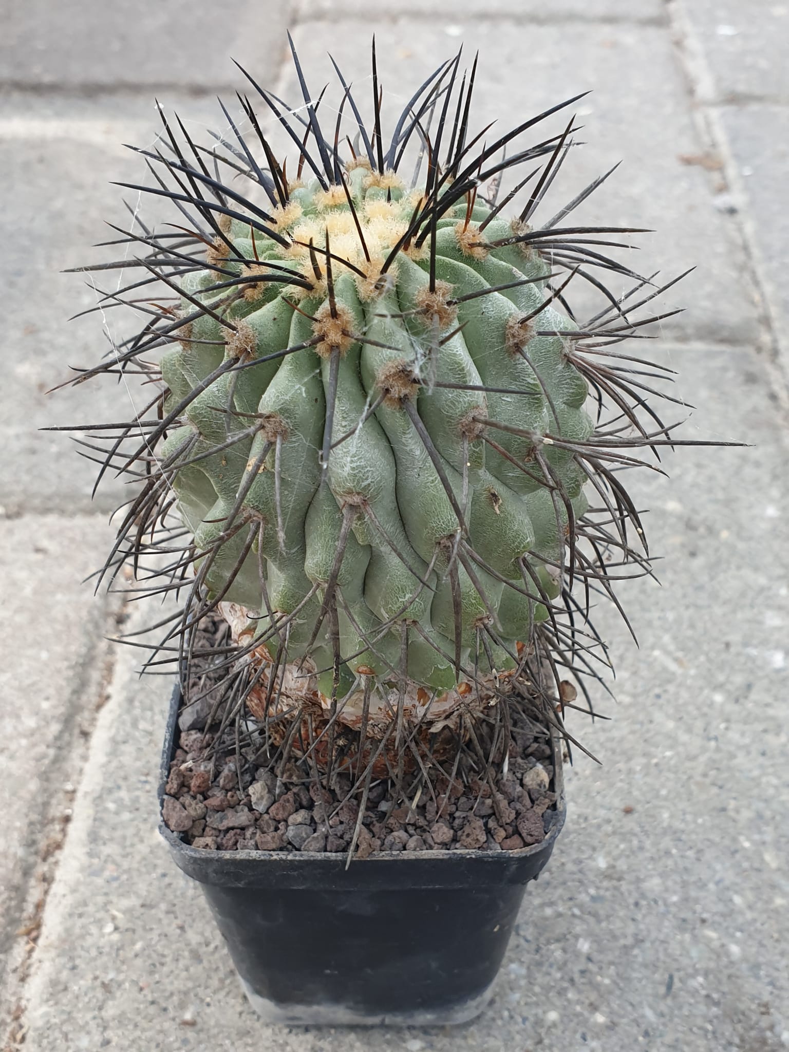 Copiapoa cinerea without black spines