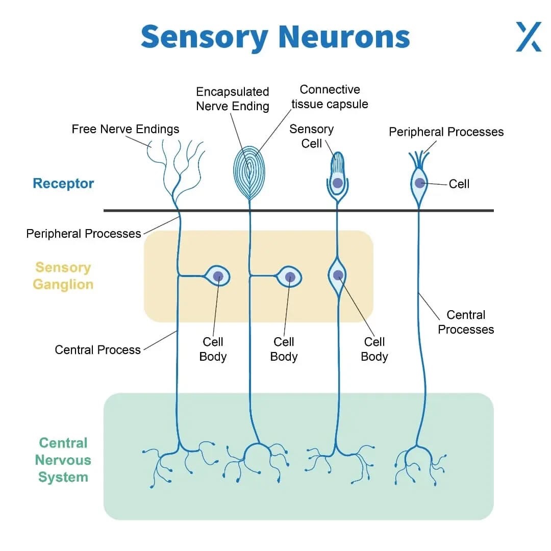 CBEHx - Sensory neurons are special nerve cells in the nervous system ...