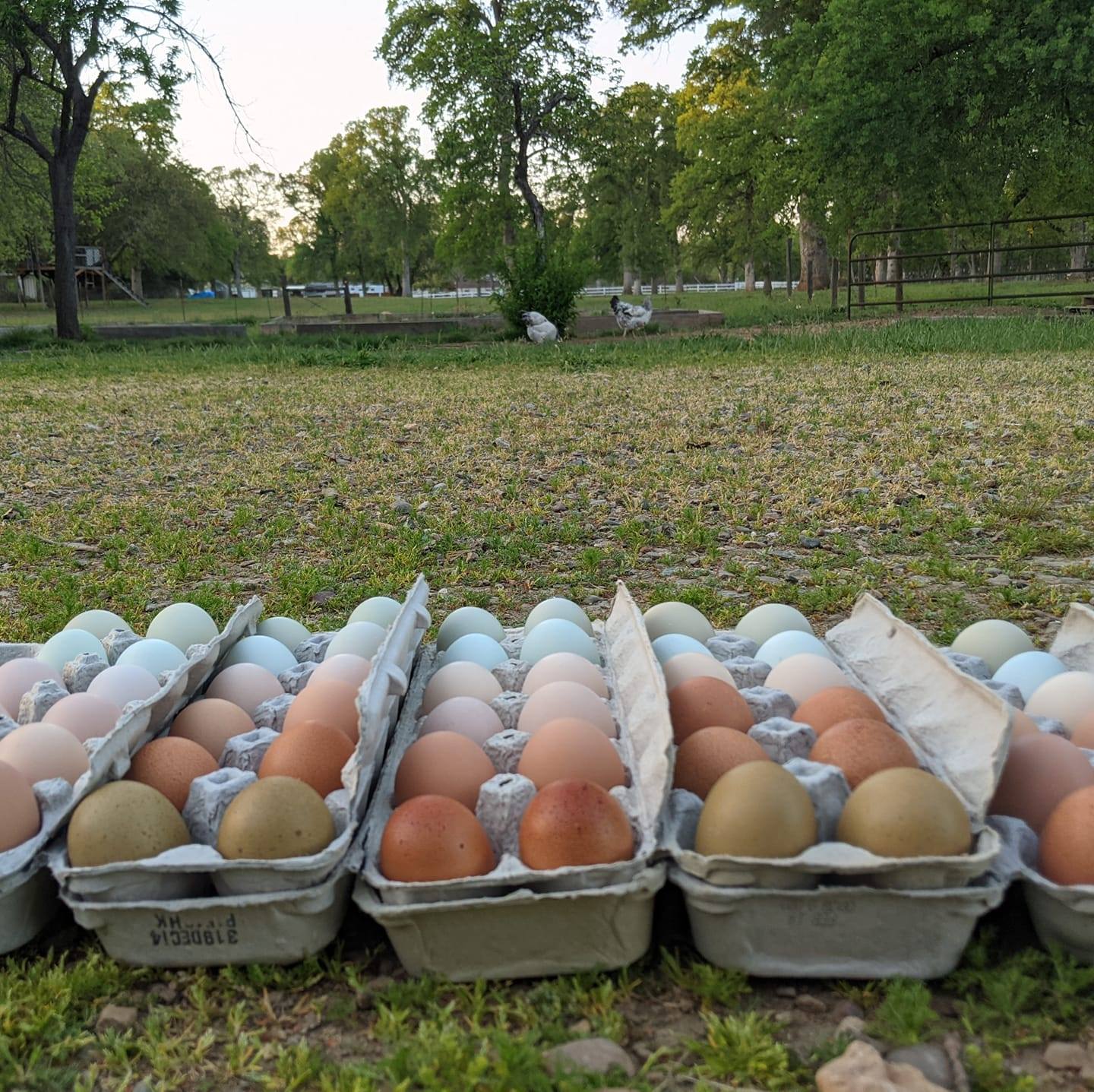 Fermenting Feed While all our chickens and ducks free range our 5 acres ...
