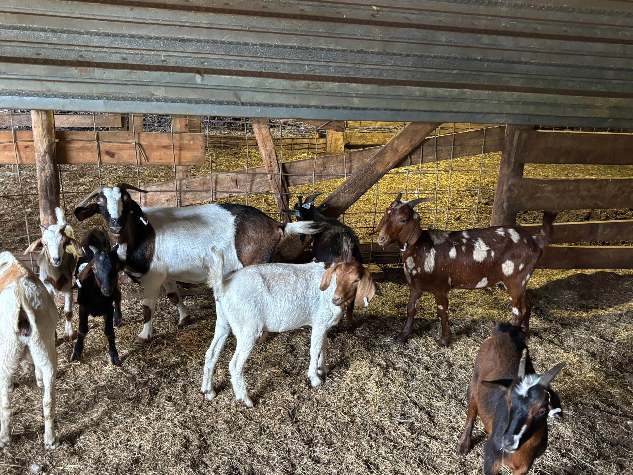 Springfield Stockyard | Springfield SC